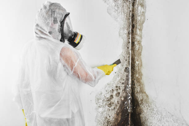 Best Mold Removal Company Near Me  in Maugansville, MD