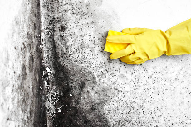 Best Best Mold Removal Companies  in Maugansville, MD