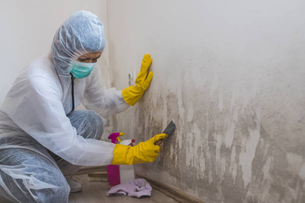 Best Fast Mold Removal  in Maugansville, MD