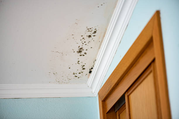 Best Office Mold Removal Services  in Maugansville, MD