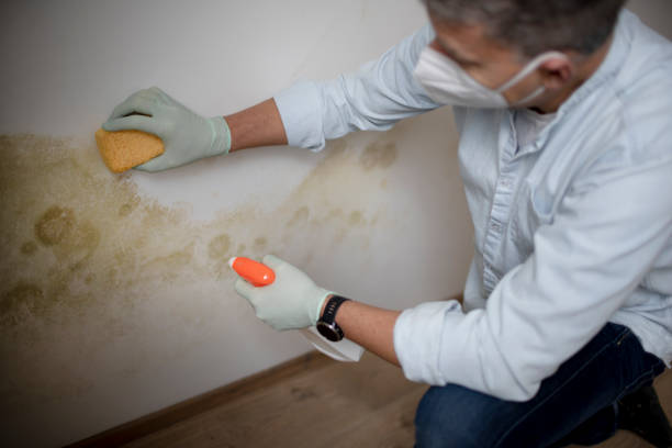 Best Emergency Mold Removal  in Maugansville, MD