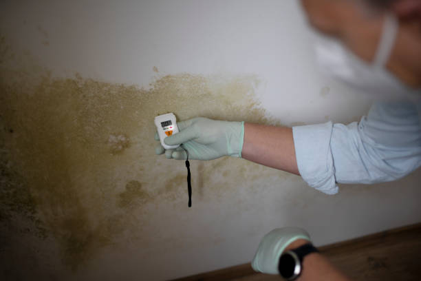 Best Mold Remediation  in Maugansville, MD