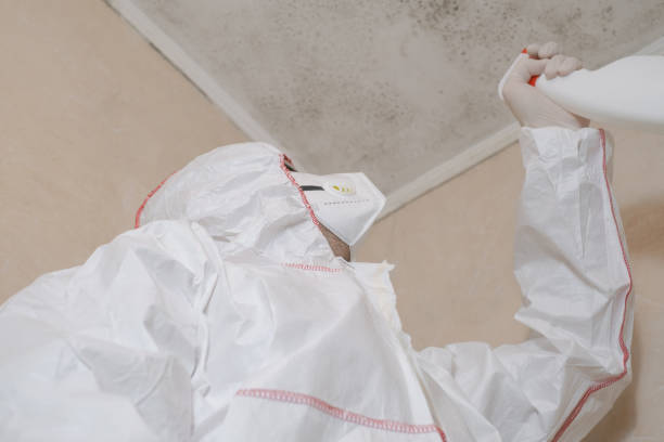 Trusted Maugansville, MD Mold Removal Experts