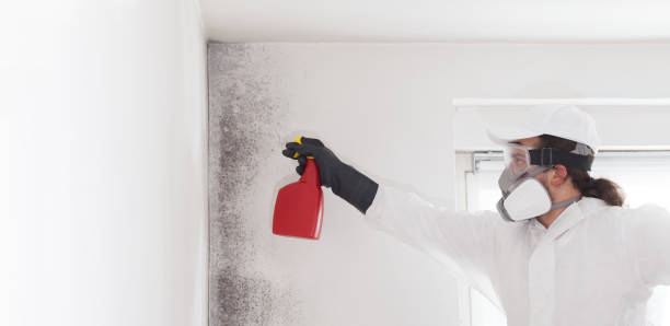 Best Certified Mold Removal  in Maugansville, MD