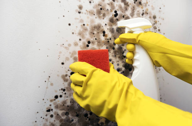 Best Black Mold Removal  in Maugansville, MD