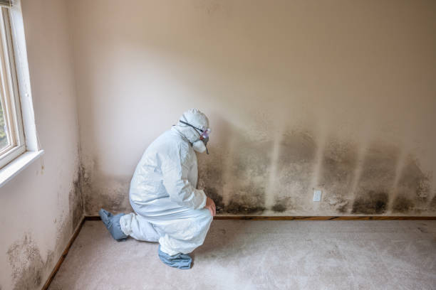 Best Attic Mold Removal  in Maugansville, MD