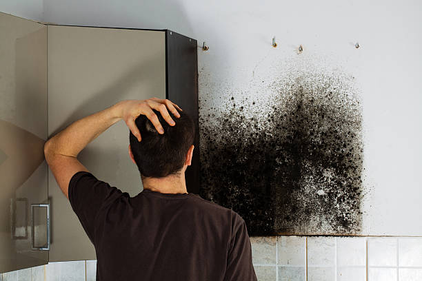 Best Same-Day Mold Removal  in Maugansville, MD